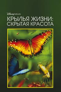Крылья жизни: Скрытая красота Крылья жизни: Скрытая красота